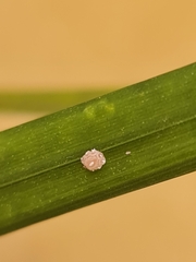 Ceroplastes