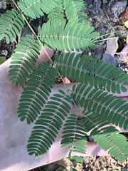 Albizia julibrissin