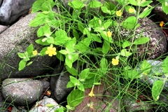 Erythranthe moschata