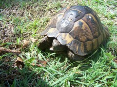 Testudo graeca
