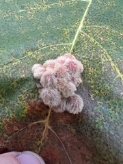 Callirhytis piperoides