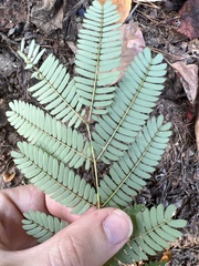 Albizia julibrissin
