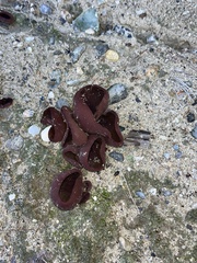 Phylloscypha phyllogena