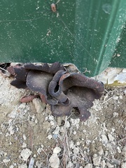 Phylloscypha phyllogena