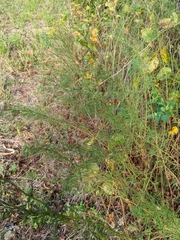 Euthamia caroliniana