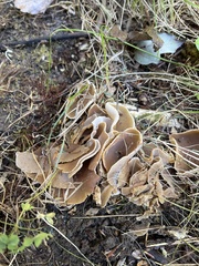 Phylloscypha phyllogena