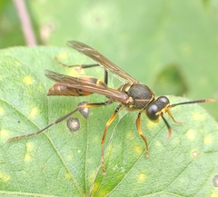 Polistes oculatus
