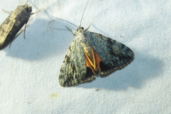Catocala amica
