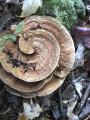 Hydnellum aurantiacum