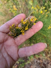 Euthamia caroliniana