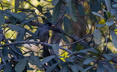 Hypsipetes madagascariensis