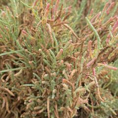Salicornia pacifica