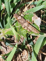 Oedipodinae