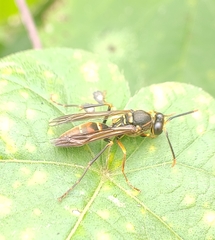 Polistes oculatus