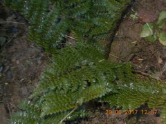 Polystichum vestitum