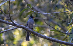 Hypsipetes madagascariensis