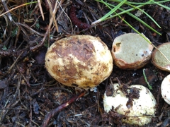 Rhizopogon
