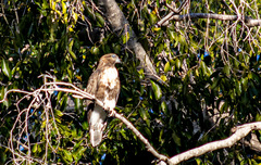 Buteo brachypterus