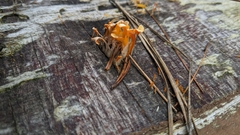 Dacrymyces spathularia