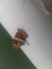 Anartia fatima