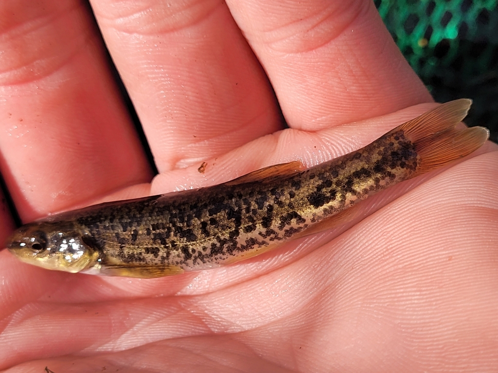 Western Blacknose Dace from Compton Township, MN, USA on October 08