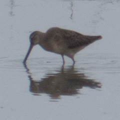 Limnodromus scolopaceus