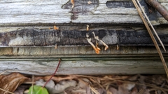 Dacrymyces spathularia