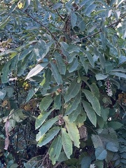 Wisteria sinensis