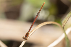 Agriocnemis rubricauda