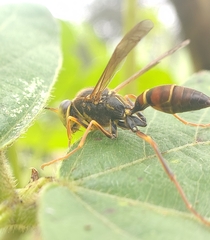 Polistes oculatus