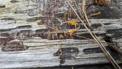 Dacrymyces spathularia