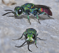 Chrysidini