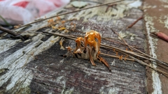 Dacrymyces spathularia