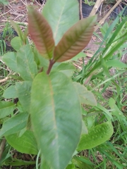 Psidium guajava