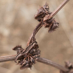 Rumex pulcher