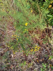 Euthamia caroliniana