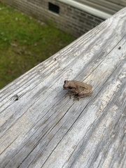 Hyla femoralis