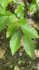 Carpinus