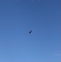 Cathartes aura