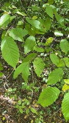 Carpinus caroliniana