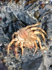 Maja brachydactyla