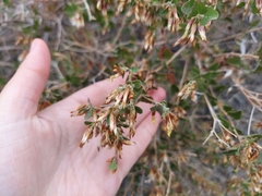 Brickellia californica