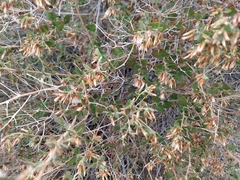 Brickellia californica