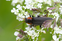 Cantharis fusca
