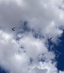 Cathartes aura