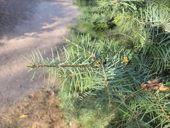 Abies concolor