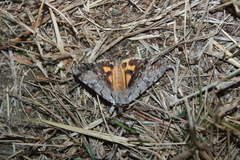 Catocala gracilis