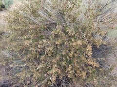 Brickellia californica