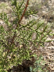 Juniperus pinchotii