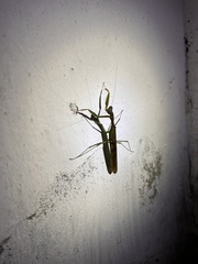 Polyspilota aeruginosa